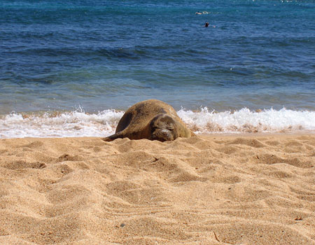 monk_seal.jpg